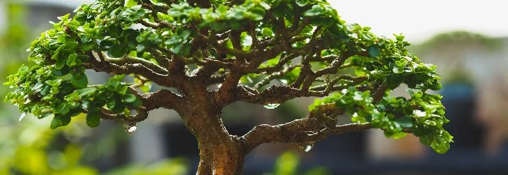 Ein kleiner Bonsai-Baum mit kleinen Blättern.